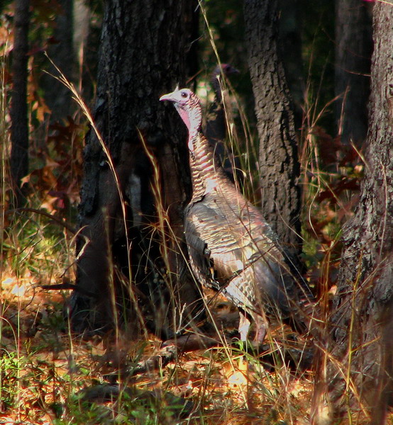 Wild Turkey